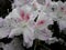 White flowers, flowers. Blooming tree in the spring. White flowers, azaleas white, camellias. Spring, flowers. Spring flowering,