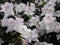 White flowers, flowers. Blooming tree in the spring. White flowers, azaleas white, camellias. Spring, flowers. Spring flowering,