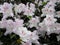 White flowers, flowers. Blooming tree in the spring. White flowers, azaleas white, camellias. Spring, flowers. Spring flowering,