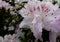 White flowers, flowers. Blooming tree in the spring. White flowers, azaleas white, camellias. Spring, flowers. Spring flowering,