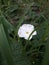 White flowers, flowers, natural roadside grass