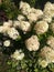 white flowers are a fluffy bush in the daytime sunlight.The name of the flower is Hydrangea.