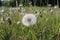 White flowers, fluffy round dandelions with flying seeds