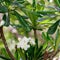 White flowers and foliage from the Mexican jungle