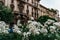 White flowers on the foreground of Art Nouveau architecture in Milan`s Porta Venezia district, Lombardy, Italy