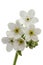 White flowers of Forget-me-not (Myosotis arvensis), isolated on