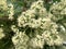 White flowers of Fragrant viburnum lat. - Viburnum Odoratissimum