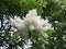 White flowers of Fringe tree Chionanthus Virginicus