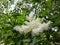 White flowers of Fringe tree Chionanthus Virginicus