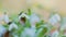 White Flowers Of Galanthus Nivalis In Early Spring. January And February In A Woodland Wildflower Setting. Rack focus.