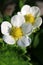 White flowers of garden strawberry, latin name Fragaria Ã— ananassa with bright yellow flower center