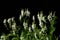 White flowers of the goat`s rue galega officinalis bloom in front of a dark background in the garden