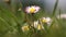 White flowers in the grass in spring at the Rhine river