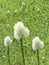 white flowers grassland background