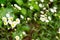 White Flowers on a Green Background