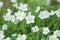 White flowers on a green background