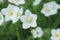 White flowers on a green background