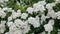 White flowers on a green bush. Beautiful background.