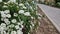 White flowers on a green bush. Beautiful background.