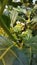 White flowers and Green fruits of  Morinda citrifolia