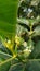 White flowers and Green fruits of  Morinda citrifolia