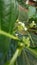 White flowers and Green fruits of  Morinda citrifolia