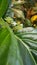 White flowers and Green fruits of  Morinda citrifolia