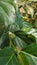 White flowers and Green fruits of  Morinda citrifolia