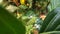 White flowers and Green fruits of  Morinda citrifolia