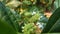 White flowers and Green fruits of  Morinda citrifolia