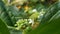 White flowers and Green fruits of  Morinda citrifolia