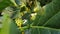 White flowers and Green fruits of  Morinda citrifolia