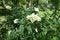 White flowers and green leaves of Ligustrum vulgare