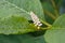 White flowers and green leaves of Phytolacca acinosa grass. Indian pokeweed after the rain. Closeup