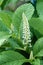 White flowers and green leaves of Phytolacca acinosa grass. Indian pokeweed after the rain. Closeup