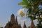 White flowers and green leaves of plumeria tree with old pagoda background