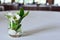 White flowers, green leaves and white rocks decorated in vase