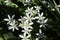 White flowers grow on the flowerbed. They look like little stars