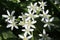 White flowers grow on the flowerbed. They look like little stars