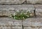 White flowers grow on old stone steps