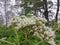 White flowers growing in the lawu mountains.