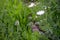 White Flowers and Half Dandelion in Green Garden