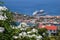 White flowers with harbor view, Grenada, Caribbean