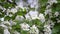 White flowers of hawthorn in spring.