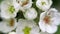 White flowers of hawthorn in spring.