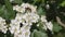 White flowers of hawthorn sway in the wind.