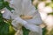 White flowers of Hibiscus grandiflorus, the swamp rosemallow