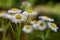 White flowers in a home garden. Cute colorful flowers on a garden discount