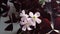 White flowers of a houseplant, purple oxalis