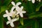 White Flowers Of Hydrangea Paniculata Siebold Phantom. Panicled